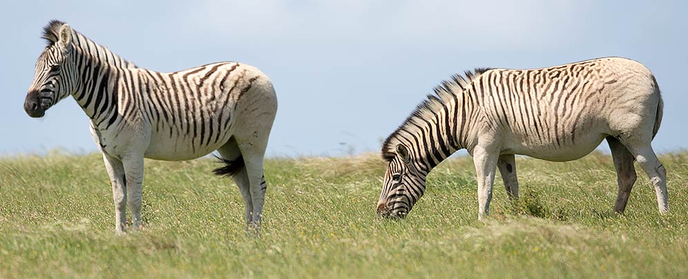 Rau quagga